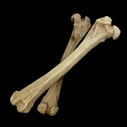 Bone database entry