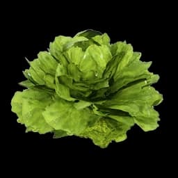 Lettuce Palworld item database entry