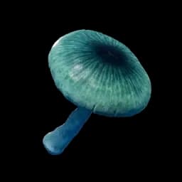 Mysterious Mushroom database entry
